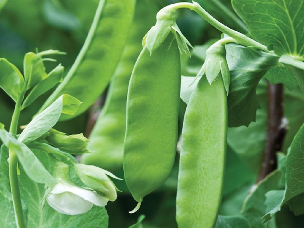Snow Peas